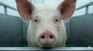 Project Chimera biological hybrid experiment human-animal DNA lab vat.