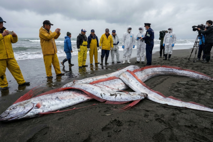 The Doomsday Fish has returned. 5 giant Oarfish washed up in Japan today, sparking fears of a mega-earthquake. Discover the Doomsday Fish meaning and science here.